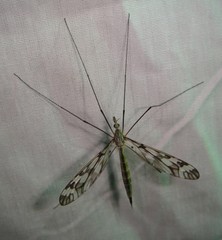Tipula trivittata
