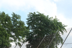 Ailanthus altissima