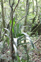 Pseudalcantarea viridiflora