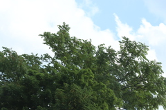 Ailanthus altissima