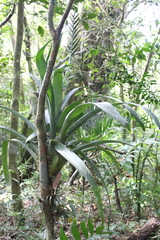 Pseudalcantarea viridiflora