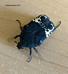 Gymnetis pedroreyesi