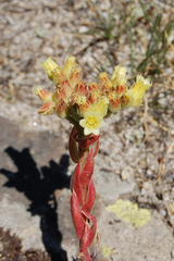 Sempervivum heuffelii
