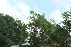 Ailanthus altissima