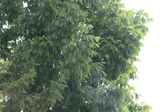 Magnoliopsida