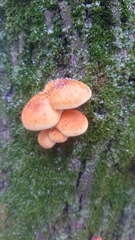 Flammulina velutipes