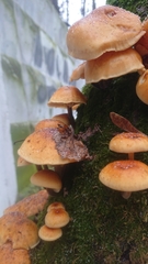 Flammulina velutipes