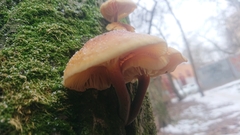 Flammulina velutipes