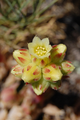 Sempervivum heuffelii
