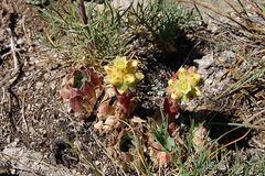 Sempervivum heuffelii
