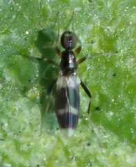 Tachydromiinae