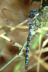 Caliaeschna microstigma
