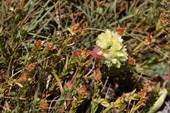 Sempervivum heuffelii