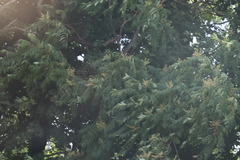 Ailanthus altissima