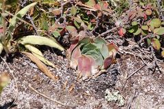 Sempervivum heuffelii