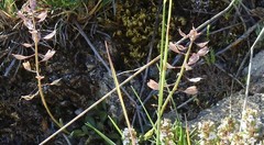 Lepidium hirtum