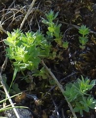 Lysimachia linum-stellatum