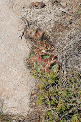 Sempervivum heuffelii