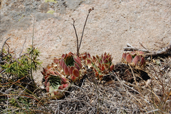 Sempervivum heuffelii