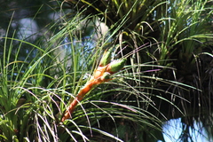 Tillandsia punctulata