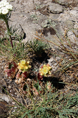 Sempervivum heuffelii