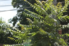 Ailanthus altissima