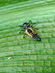Harmonia axyridis
