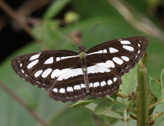 Neptis hylas varmona