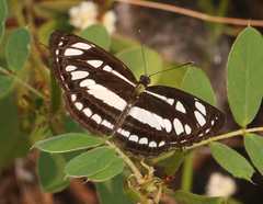 Neptis hylas varmona