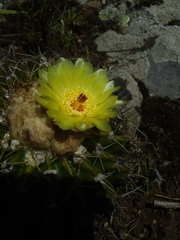 Parodia