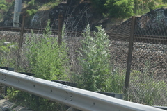 Artemisia vulgaris