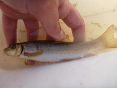 Catostomus catostomus