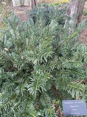 Cephalotaxus