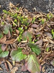 Bergenia