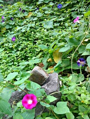 Ipomoea purpurea