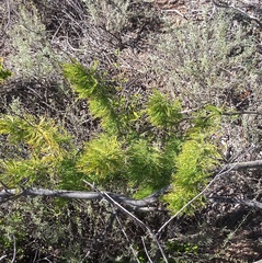 Asparagus burchellii