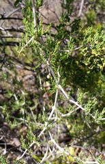 Asparagus burchellii