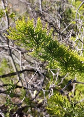 Asparagus burchellii