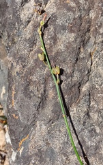 Chlorophytum crispum