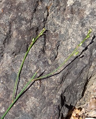 Chlorophytum crispum