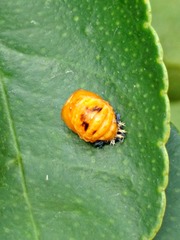 Harmonia axyridis