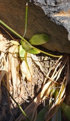 Chlorophytum crispum