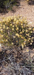 Pegolettia baccaridifolia