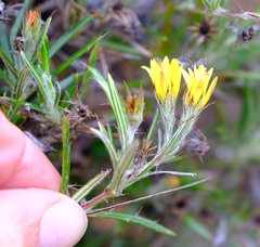 Cullumia aculeata sublanata