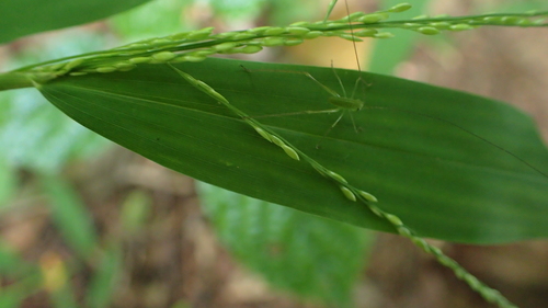 Panicum comorense