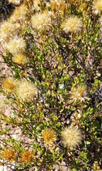 Pegolettia baccaridifolia