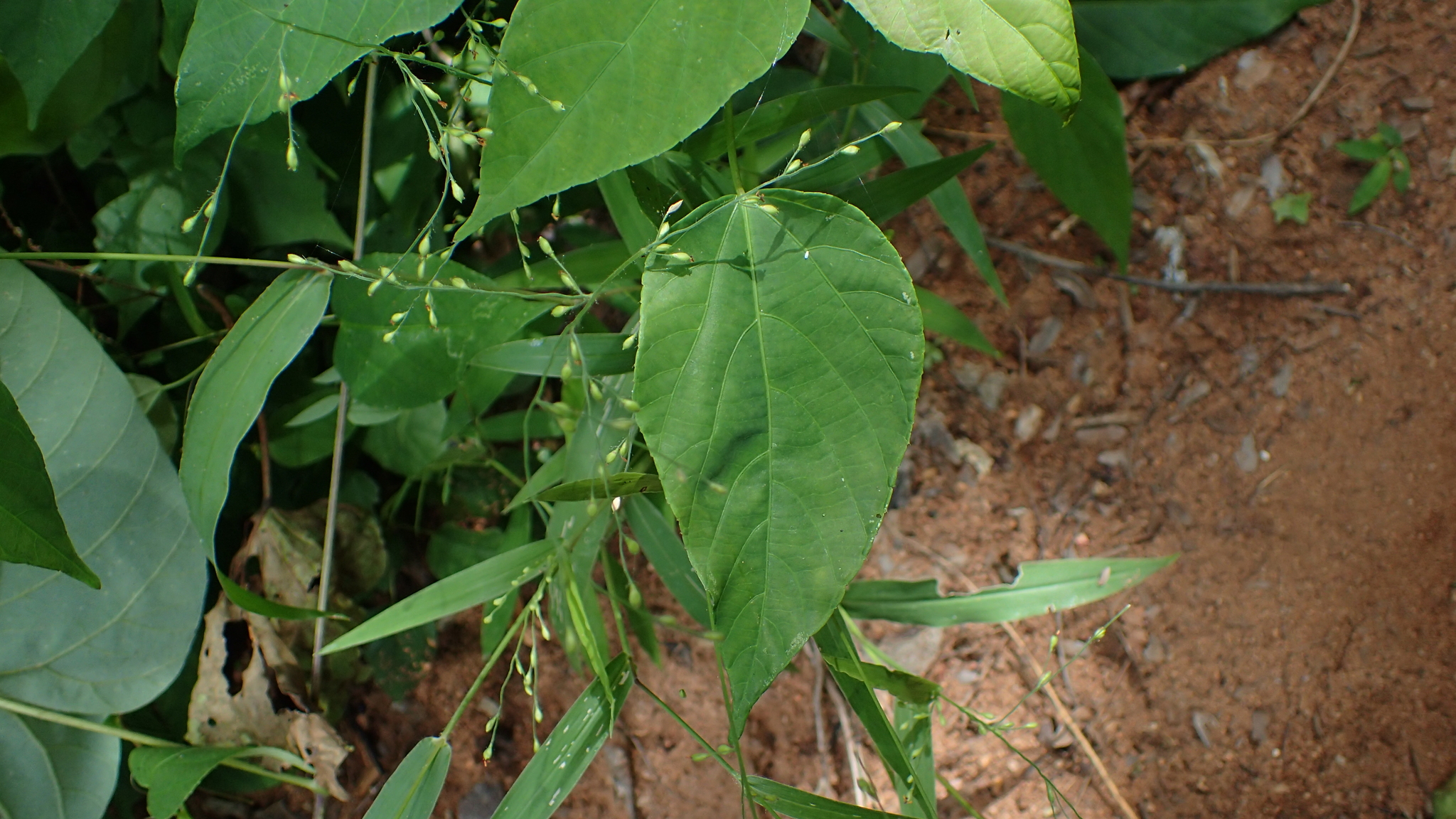 (c) bat (Maria Vorontsova), aucun droit réservé (CC0) https://www.inaturalist.org/observations/65642125