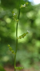 Cyphochlaena madagascariensis image