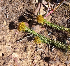Helichrysum hamulosum