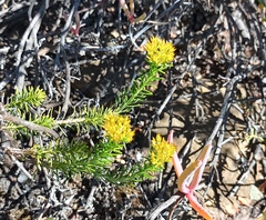 Helichrysum hamulosum